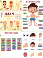 Inside Me – Human Body Discovery Printables (240 Pages)