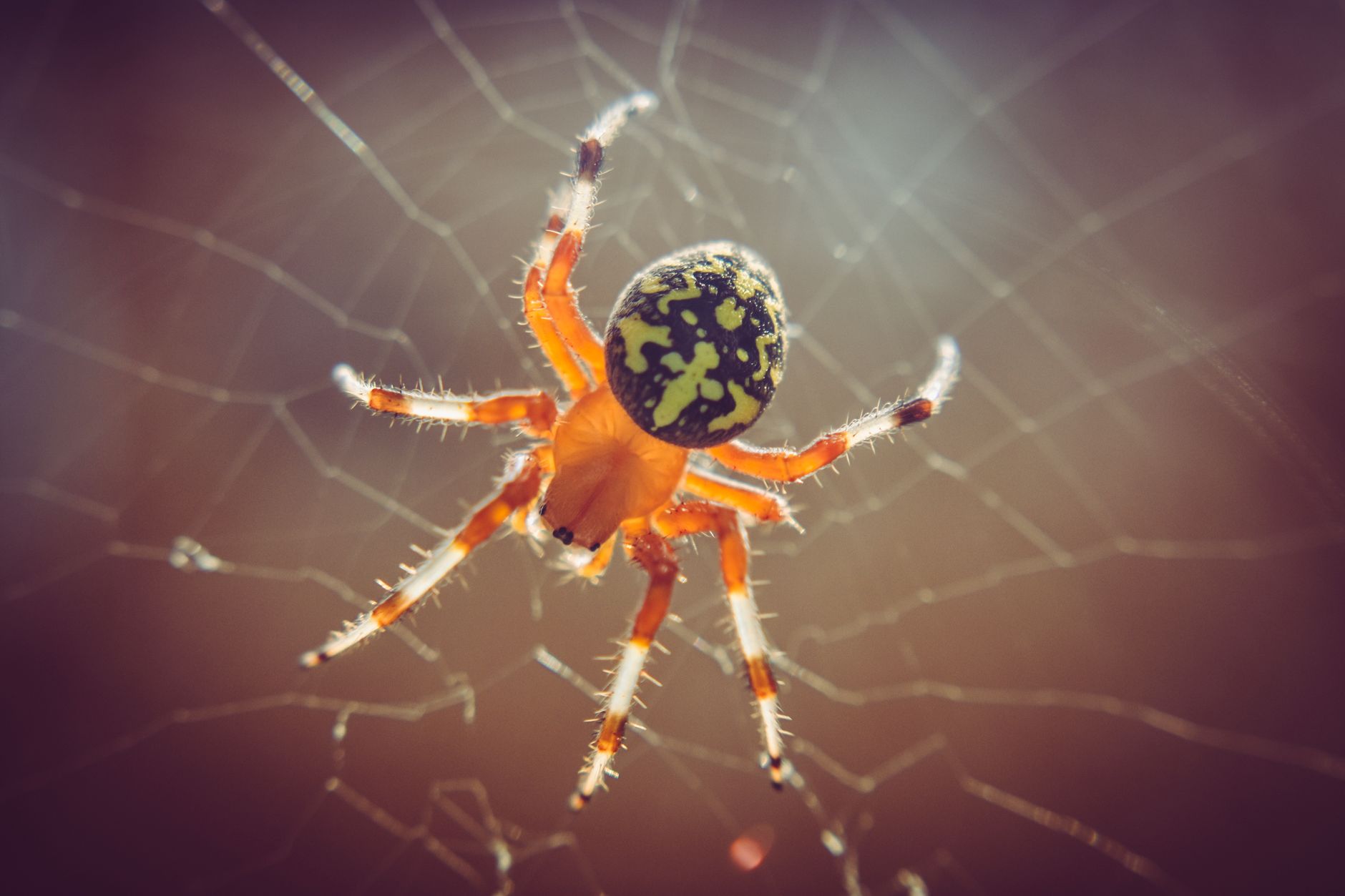 Spider and web coloring pages to print this Halloween