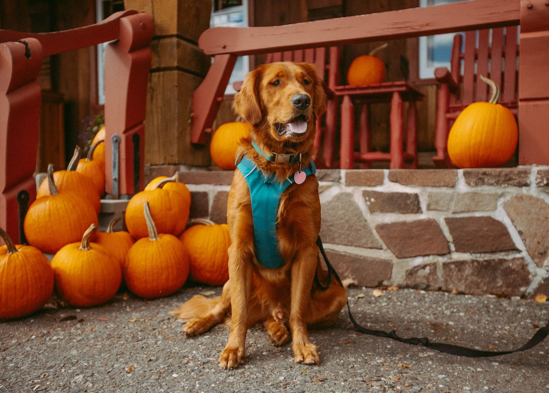 Golden Retriever Halloween Coloring Pages: Free Printable Fall Designs Golden Retriever Halloween Coloring Pages: Free Printable Fall Designs