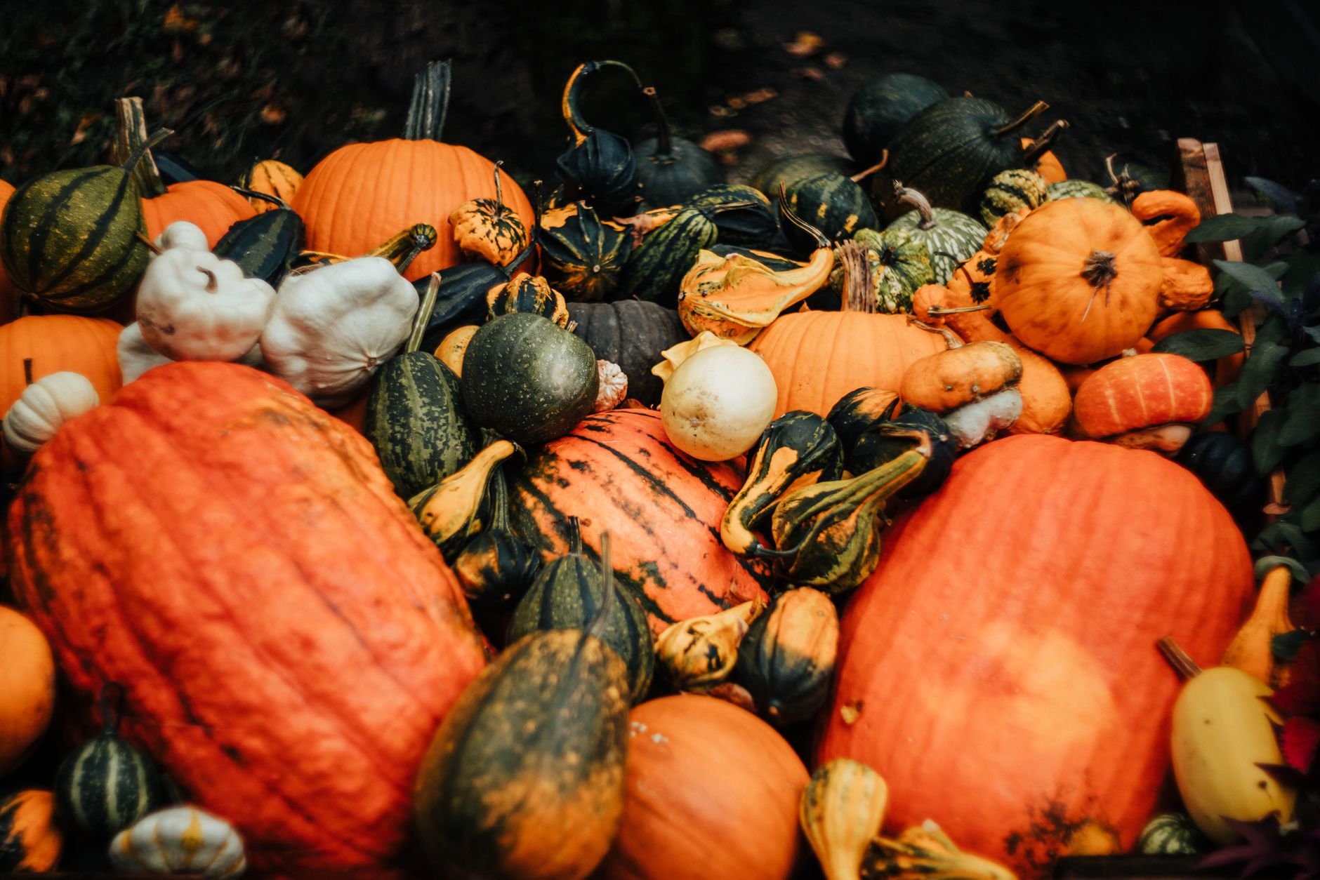 Pumpkin patch coloring pages the whole family will love