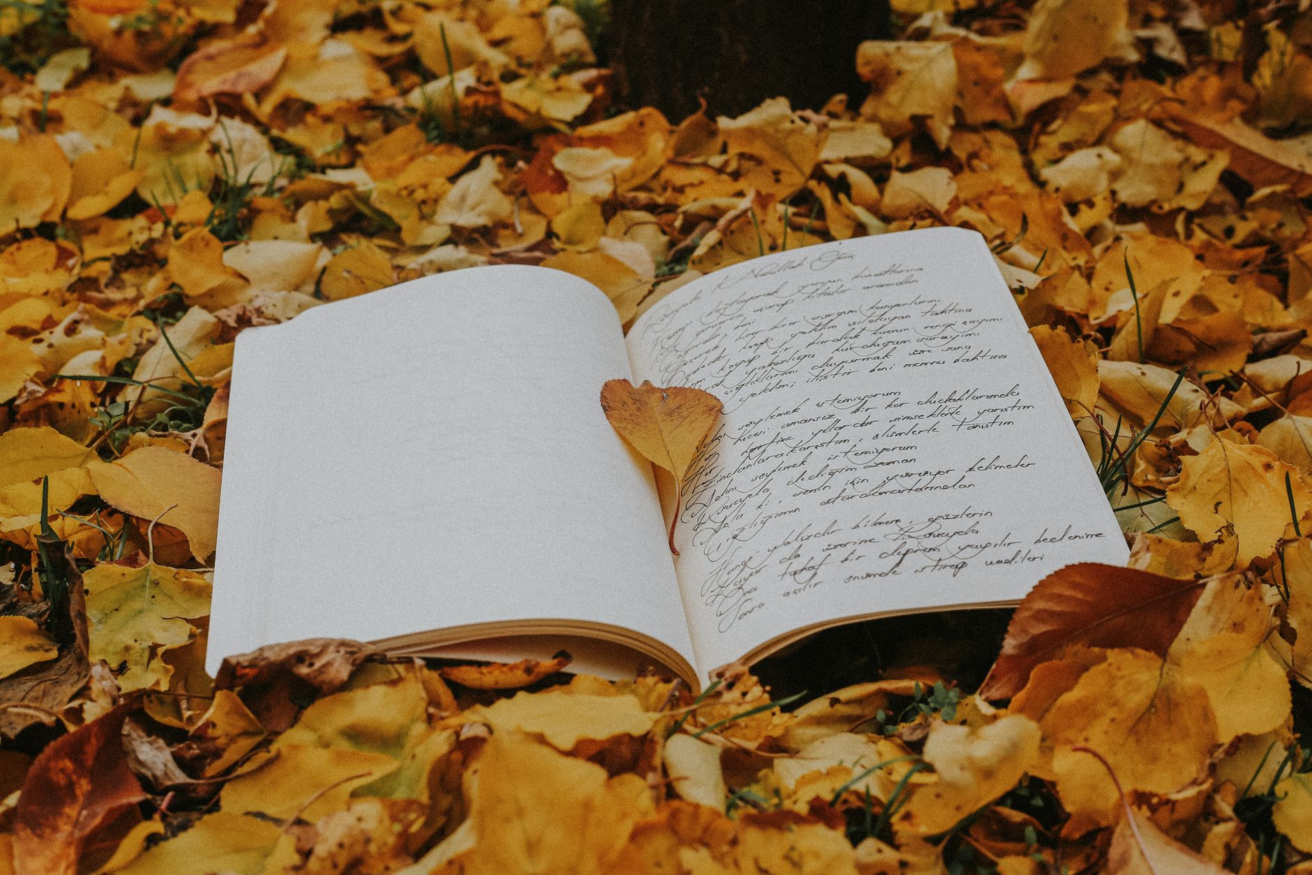 Fall leaves coloring pages to welcome the season